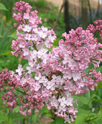 Pink Lilac in Wolverine, Michigan