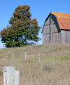 Barn in field with maple tree.