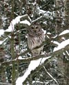 Barred owl on the maple tree branch beside the bird feeder - where have all the squirrels gone?