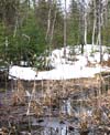 Last autumn's cattails in swamp; snow is melting.