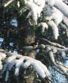 Chicadee in the snow -- winter has arrived!
