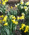 The daffodil gabfest!