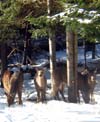 Deer hunting breakfast and taking a break under the snowy spruce.