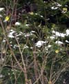 Goldfinches in lilac bush