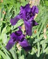 Purple iris in bloom.