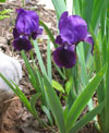 Purple Iris.