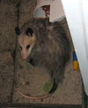 Opossum cleaning out the catfood dish.