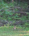 Wild rabbit blends in with surroundings.