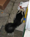 Skunk cleaning out the catfood dish.