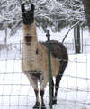 Snowy llama