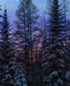 Sunset through the snow covered trees.