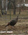 A lone hen turkey is doing her spring gleaning.