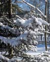 Closeup of fresh snow on spruce.