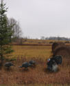 Wild turkeys enjoy Thanksgiving reprieve.