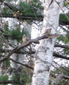 Pair of turtledoves - preparing to nest?