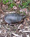 Turtle, on a walk-about, far from the pond.