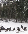 Flock of wild turkeys scratching for something to eat.